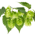 Hops may have a beneficial effect on your oral health.