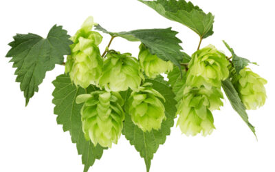 Hops and Your Teeth