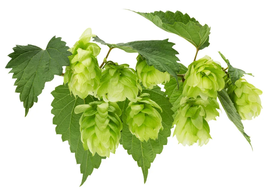 Hops and Your Teeth