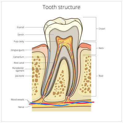 It's important to understand the anatomy of your teeth so that you can take care of them with the help of our Placerville dentists.