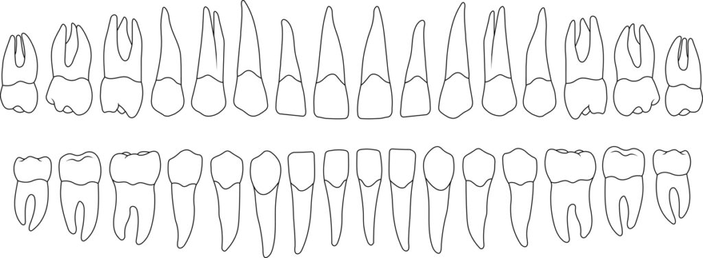 When Teeth Come In
