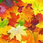 Leaves reflect the change from summer to fall. This can also bring seasonal dental difficulties.