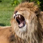 A lion has carnassials instead of molars.