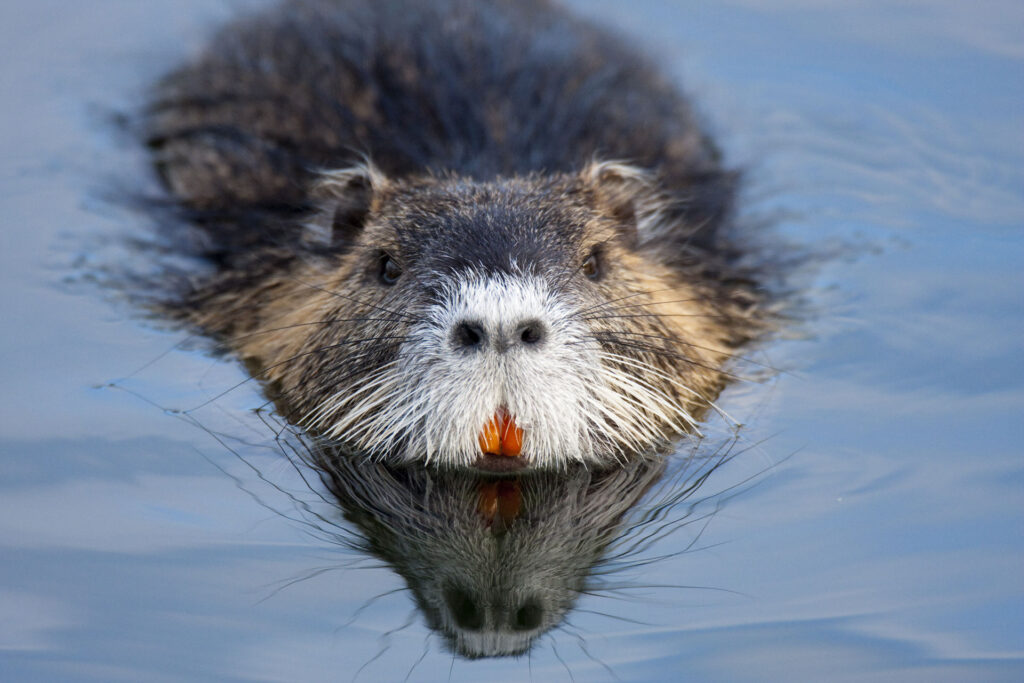 Beaver Teeth and You
