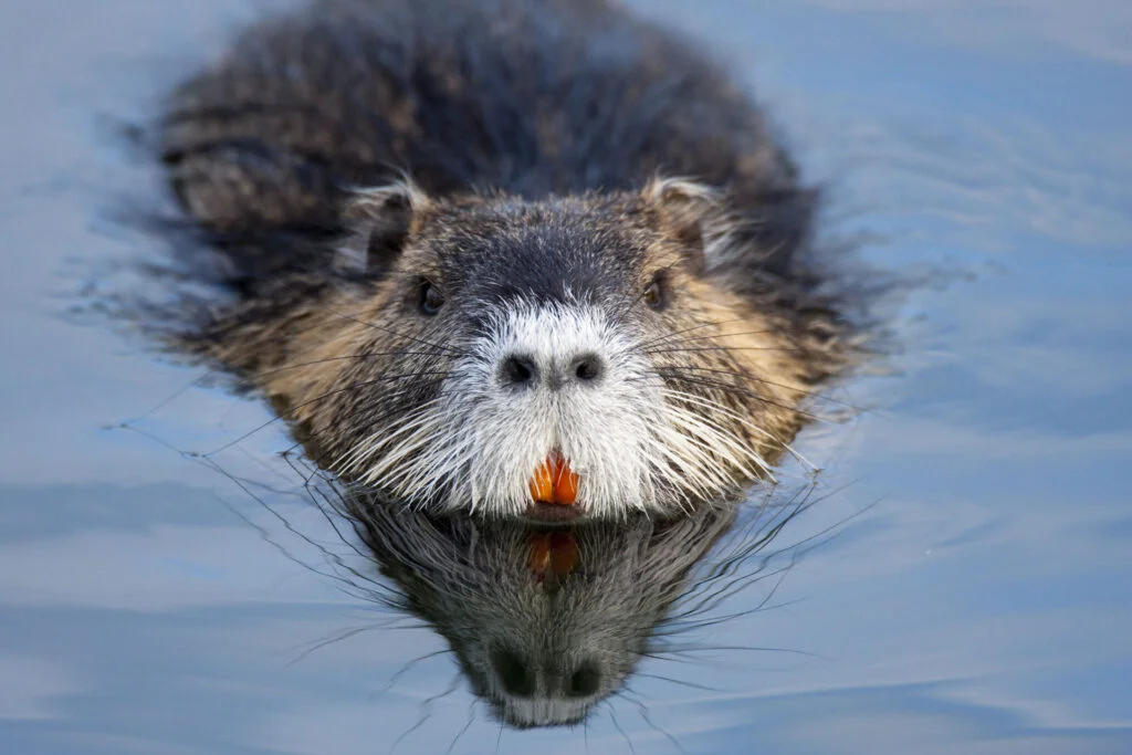 Beaver Teeth and You