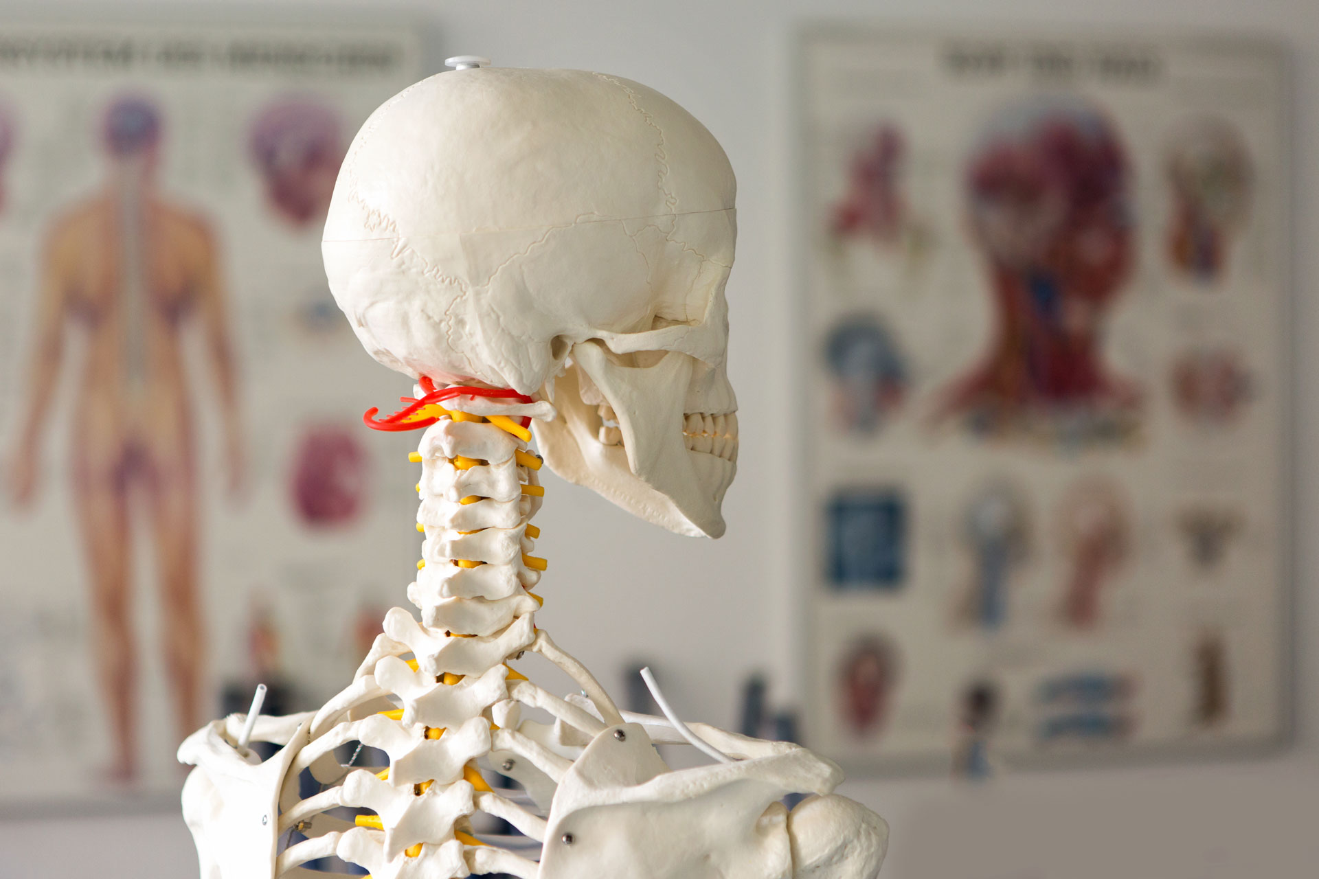 Tooth and Bone Placerville Dental Group