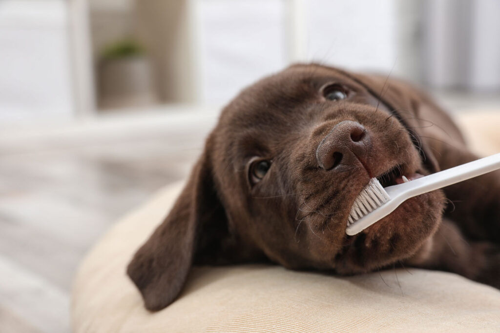 Dog Dental Care