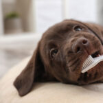 Doggie Dental