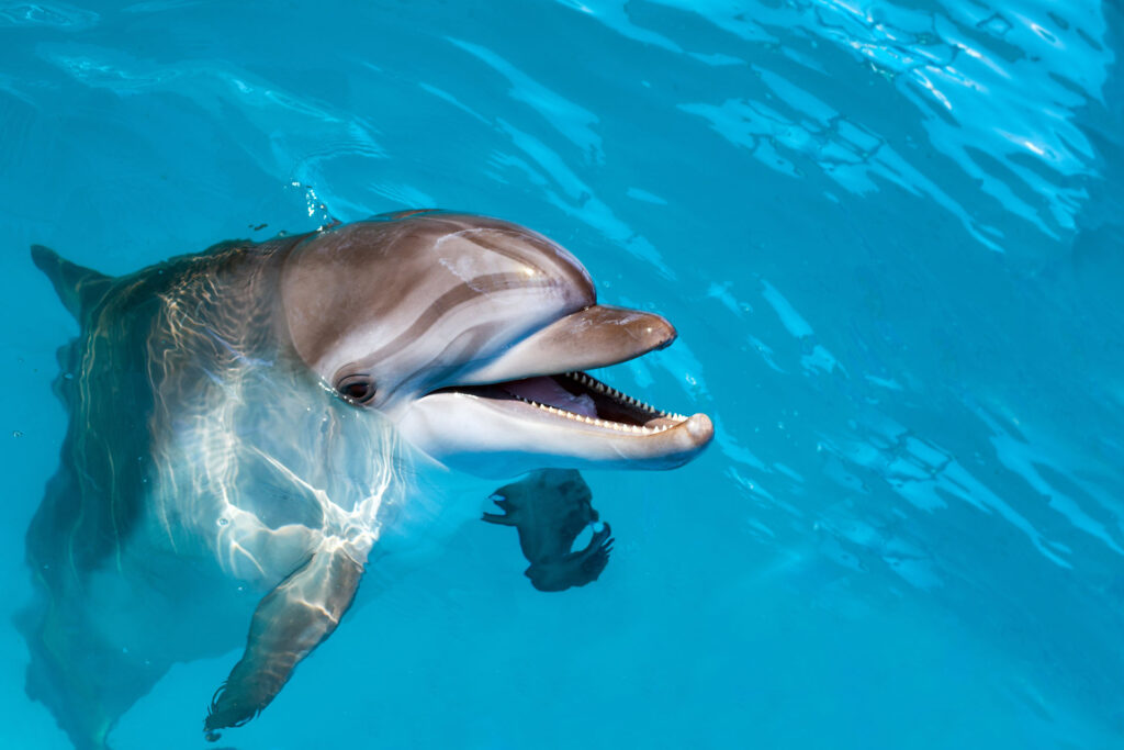 Dolphin Dentition on Porpoise