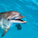 Dolphin Dentition