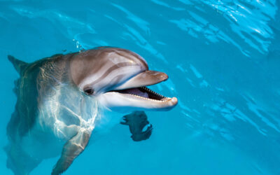 Dolphin Dentition on Porpoise